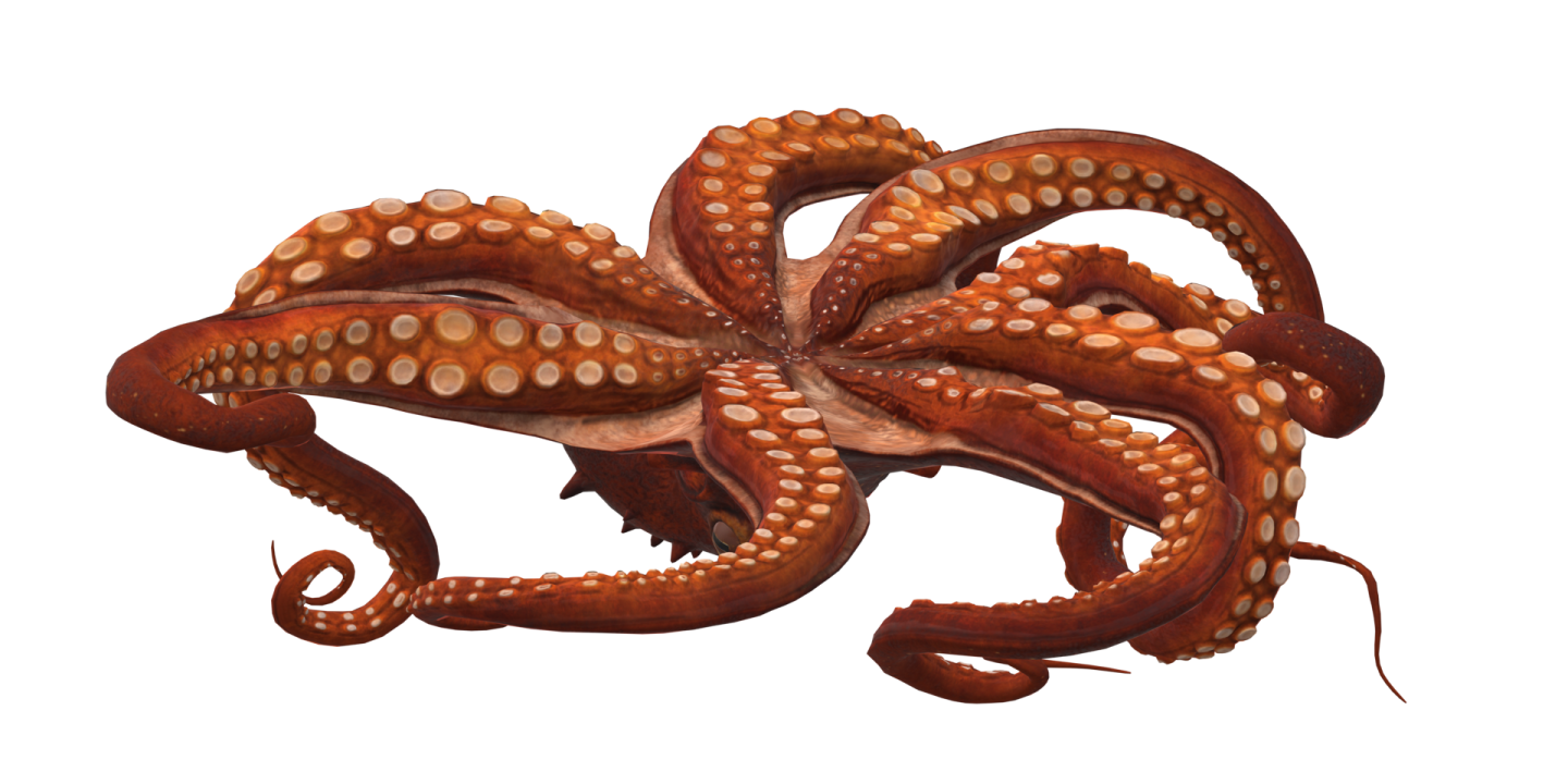 an octopus is sitting on a white surface