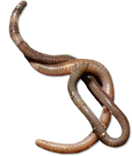 a worm on a white background