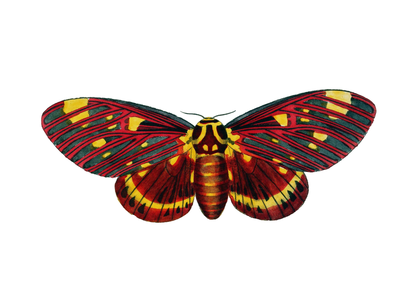 a colorful butterfly on a white background