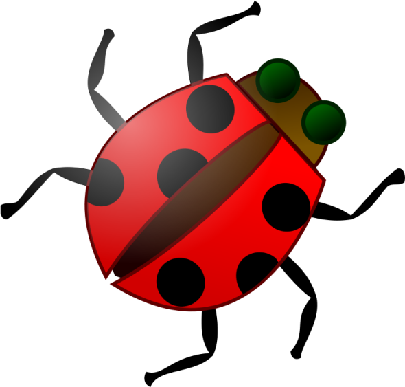 a lady bug with four legs and two legs