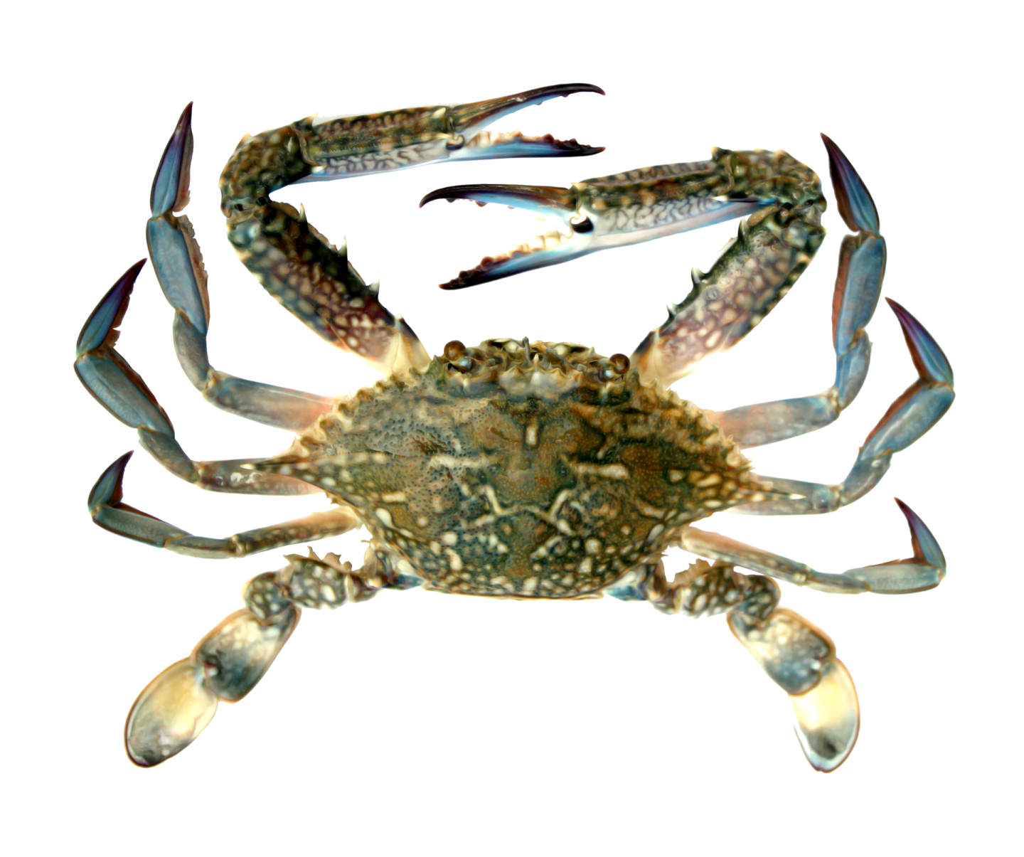 a blue crab on a white background