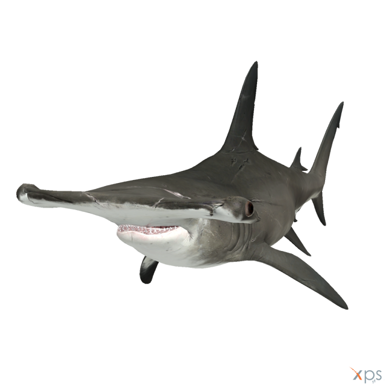 an image of a shark with its mouth open