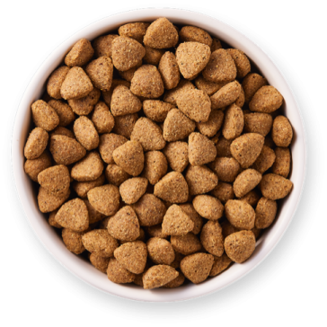 a white bowl filled with dog food