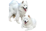 two white dogs standing next to each other dogs