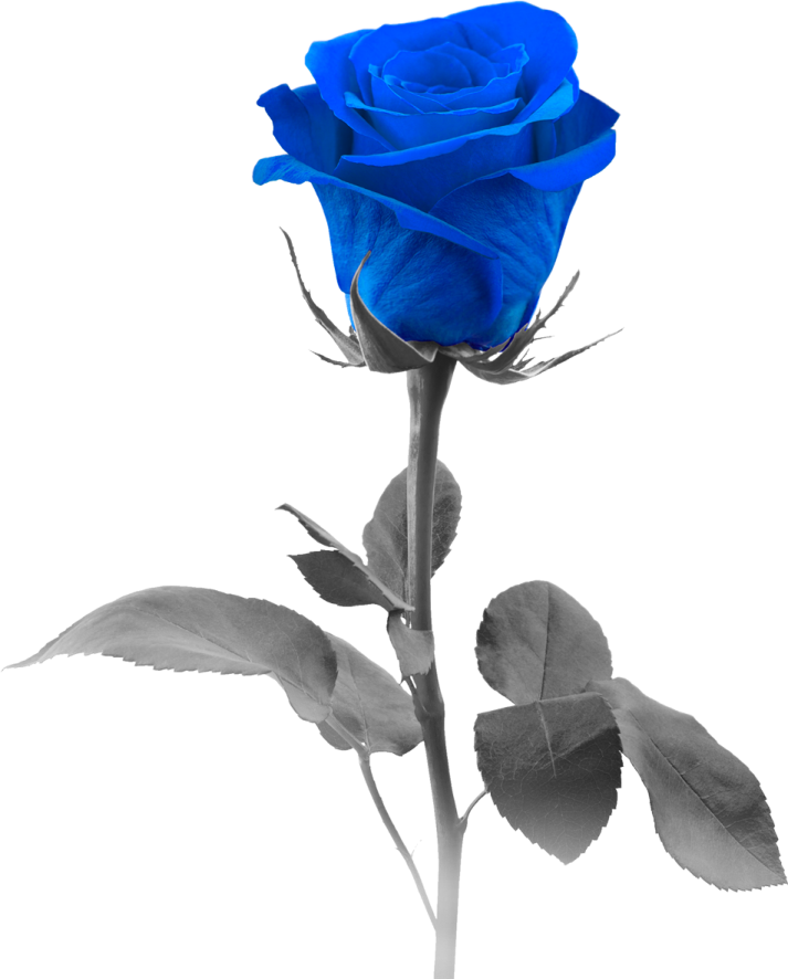 a blue rose on a white background