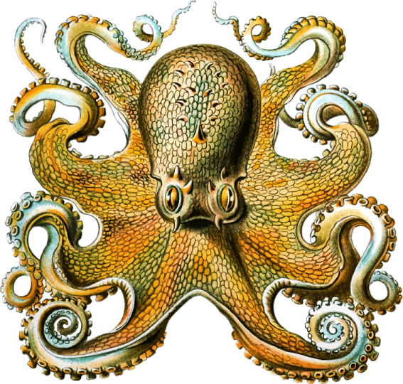 a drawing of an octopus with tentacles