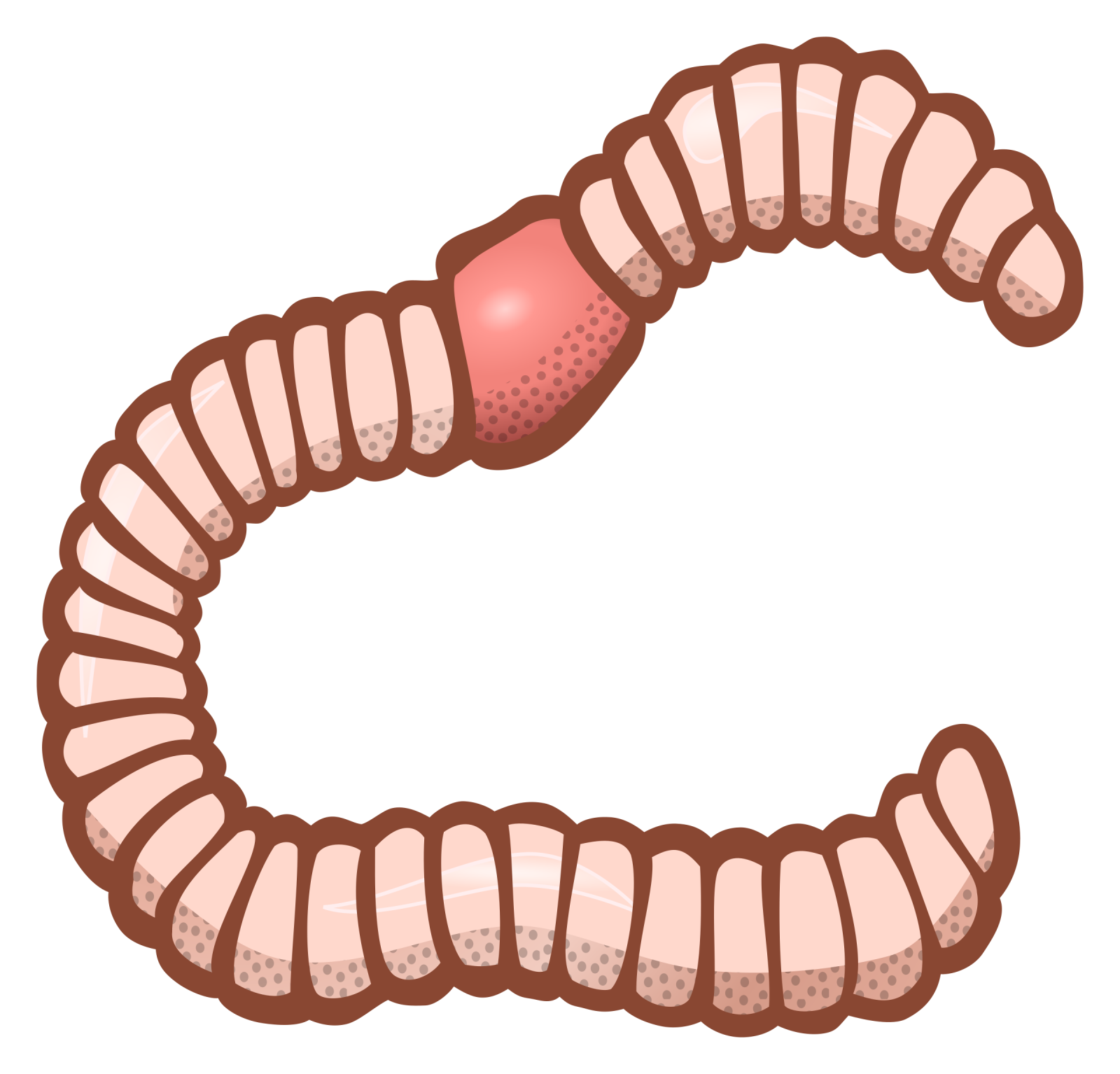 an illustration of a worm