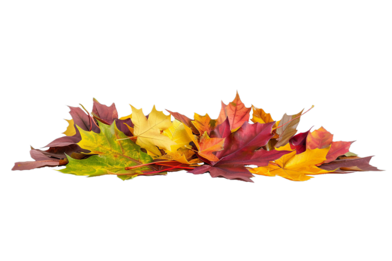a pile of colorful autumn leaves