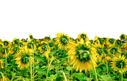 a field of sunflowers