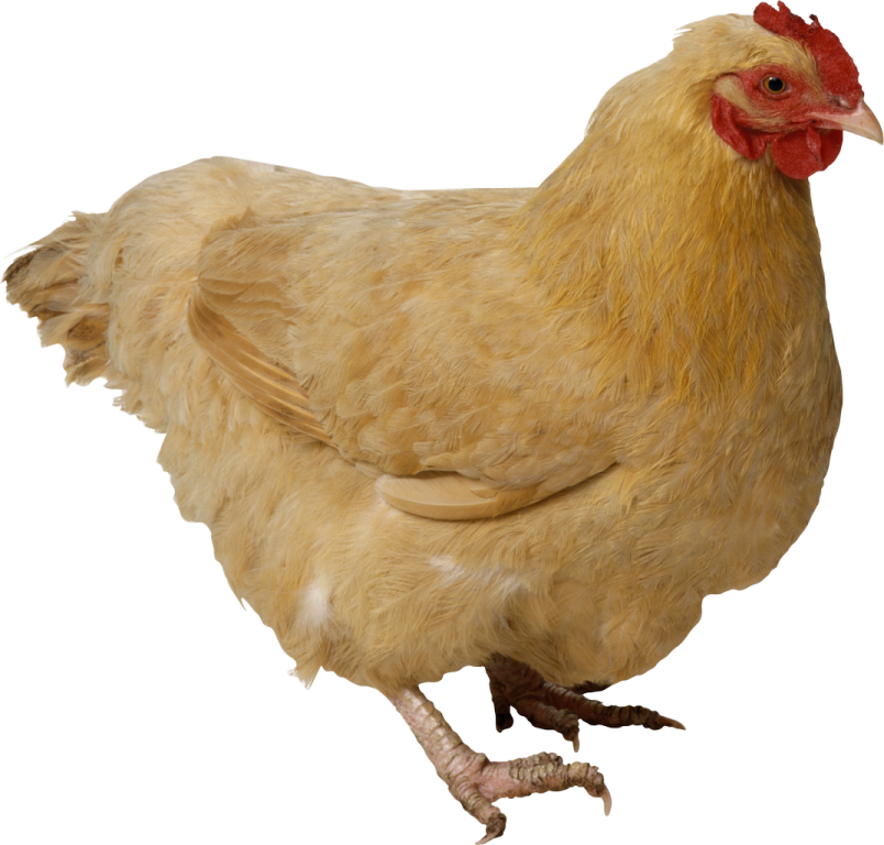 a close up of a chicken on a white background