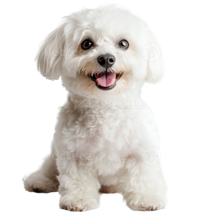 a small white dog with its tongue out