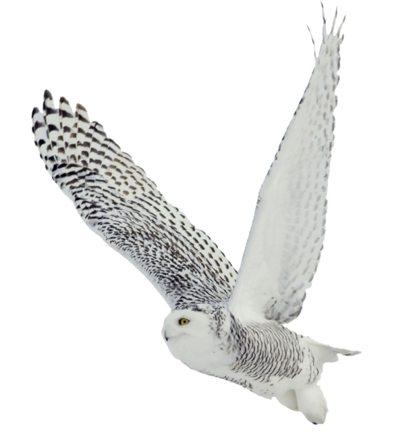 a snowy owl flying in the sky