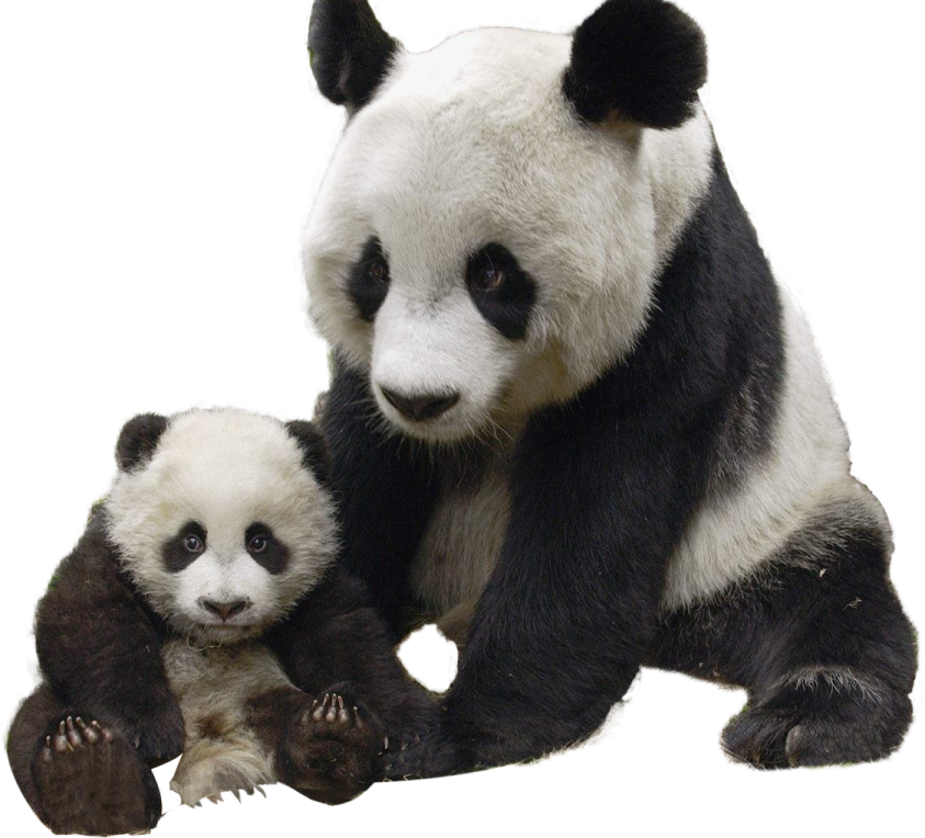 a baby panda and its mother