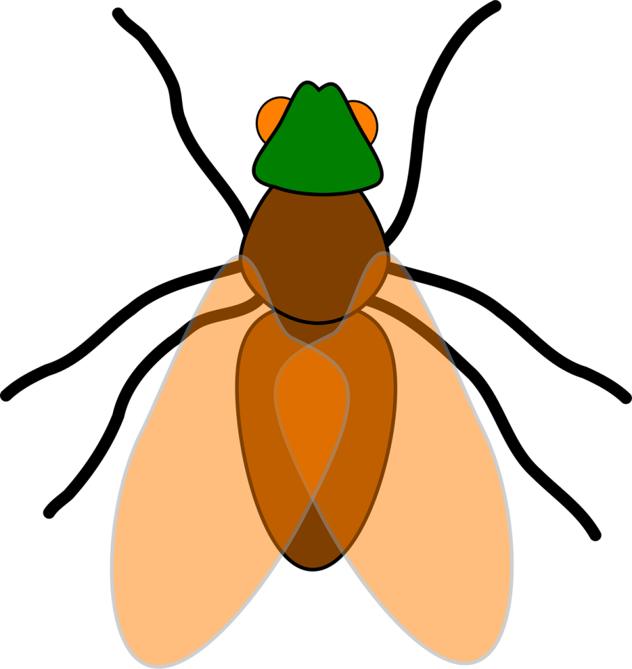 a bug with a green hat on its head