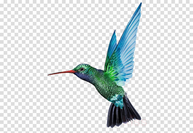 a hummingbird flying in the air with its wings spread