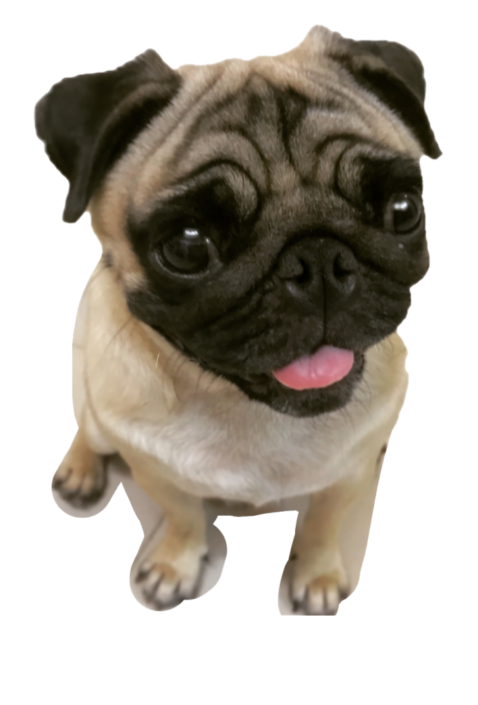 a small dog with its tongue sticking out