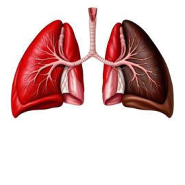 a diagram of the lungs