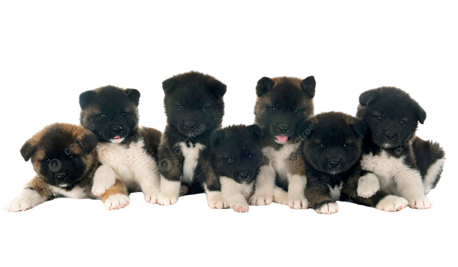 a group of pup sitting next to each other pup