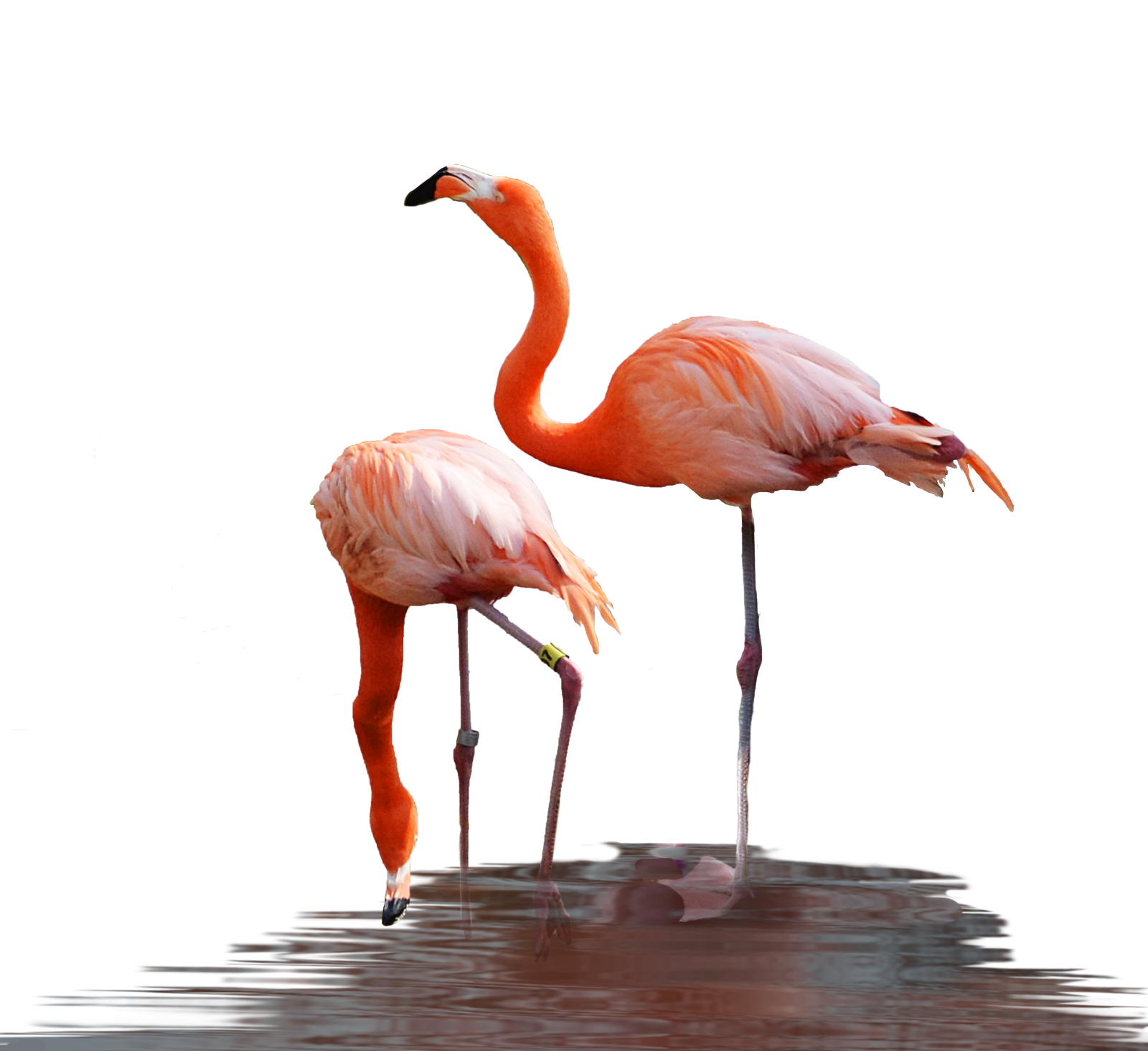 two flamingos are standing in the water