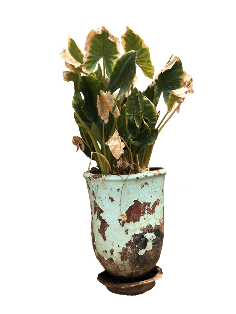 a plant in a pot on a white background