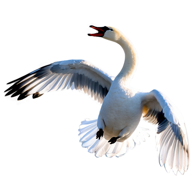 a white swan is flying in the sky