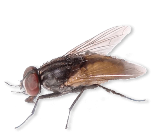 a fly flies on a white background