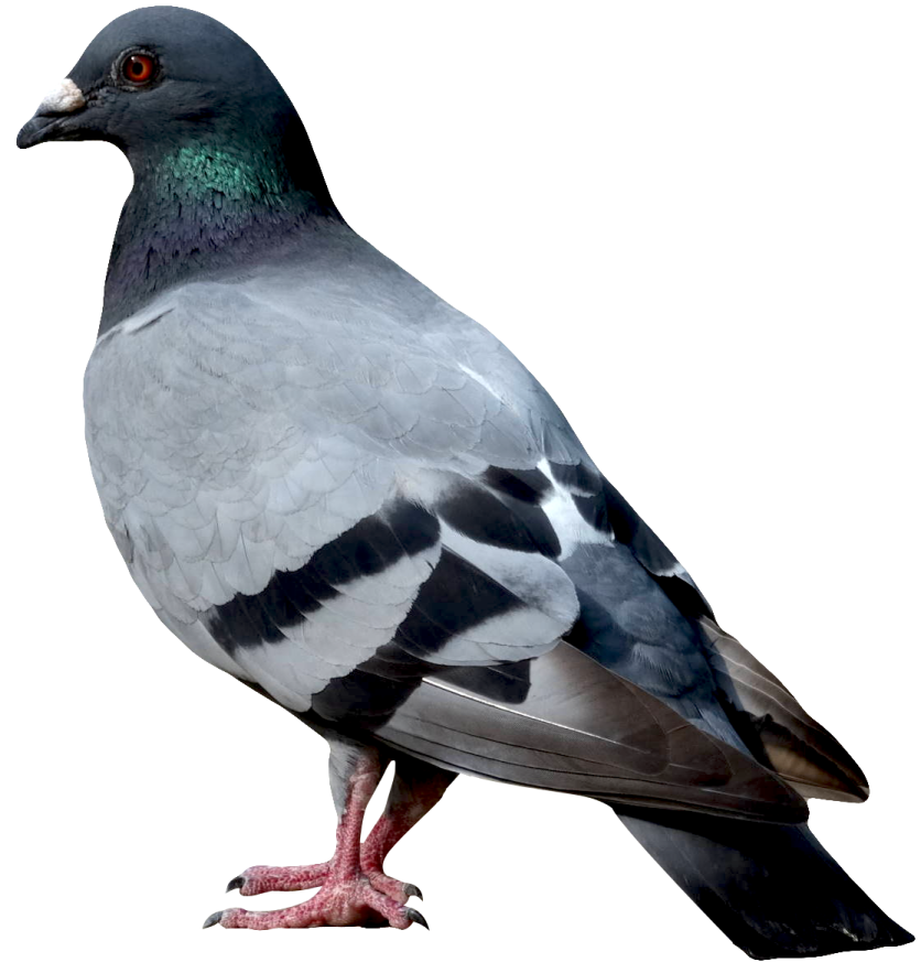 a pigeon standing on a white surface