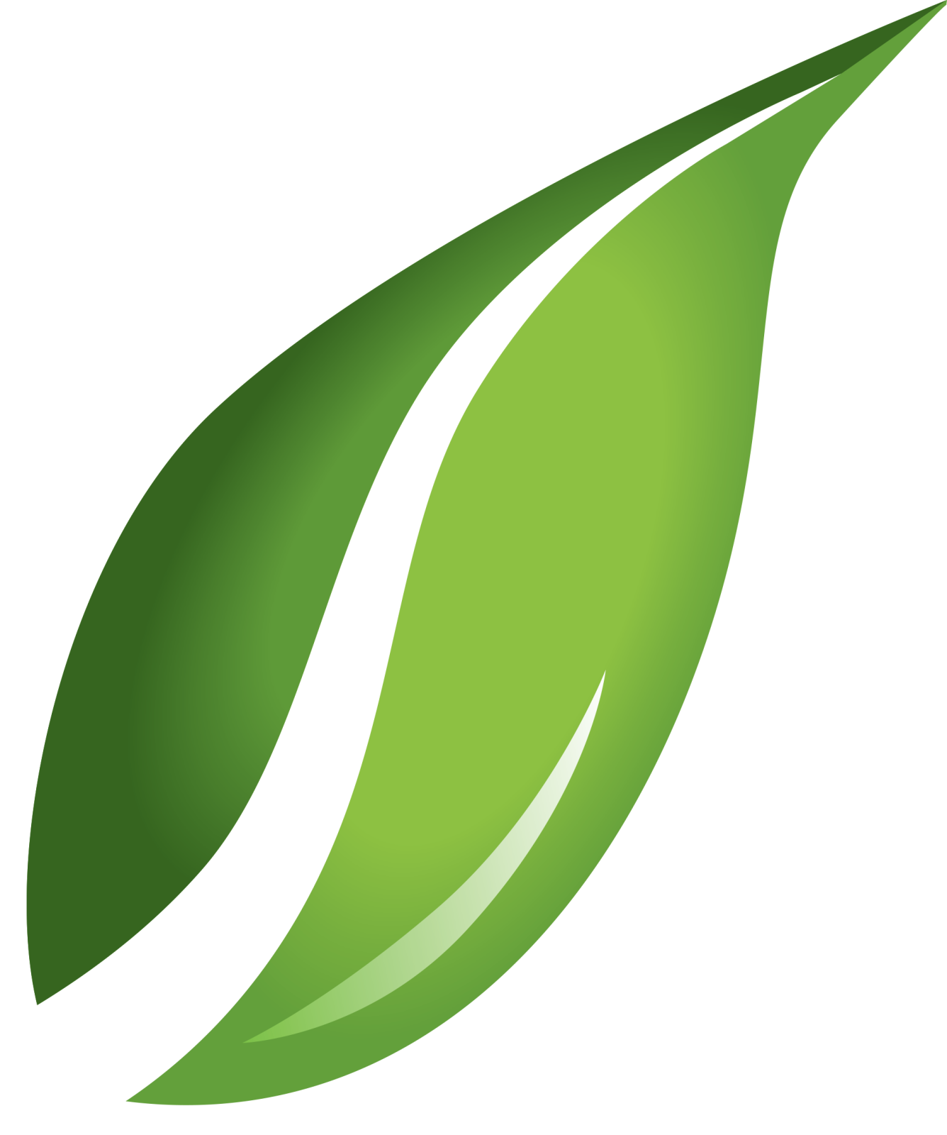 a green leaf on a white background