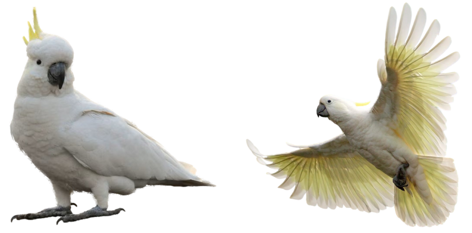 two white and yellow cocks with wings spread
