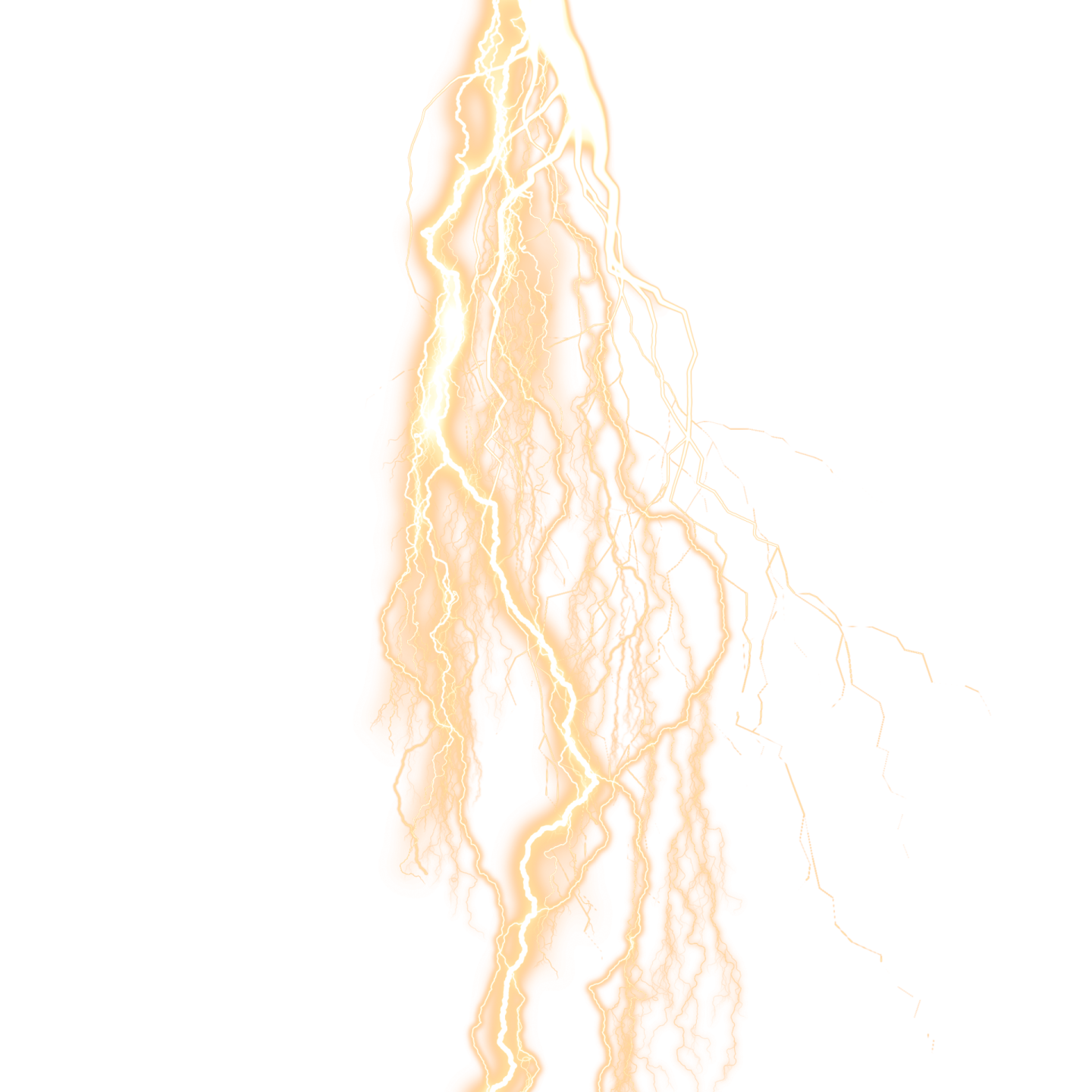 the roots of a plant
