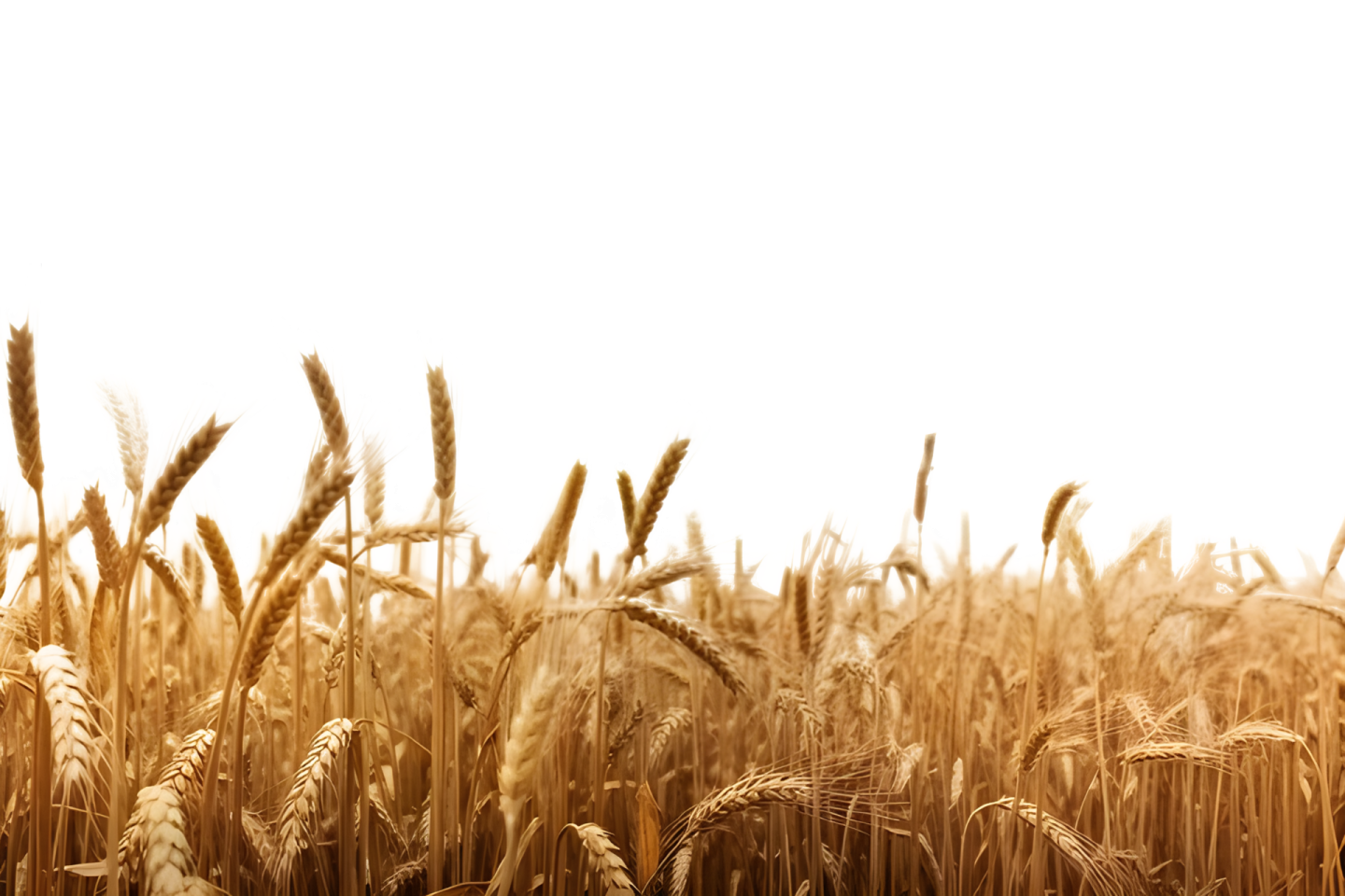 a field of wheat on a sunny day