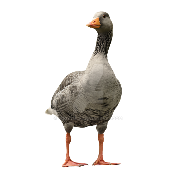a grey goose standing on its hinds