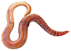 a worm on a white background