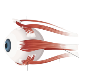 a diagram of the eye