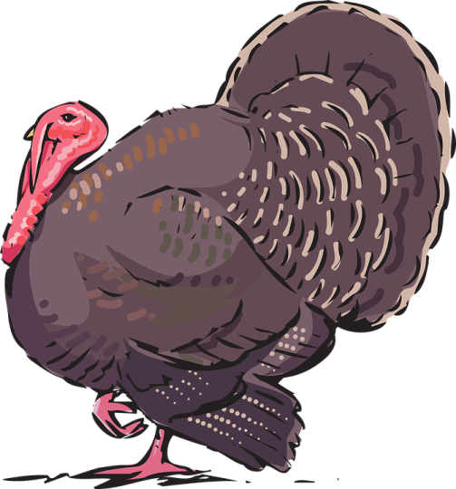 a turkey is standing on the ground
