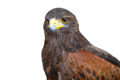 a close up of a bird on a white background