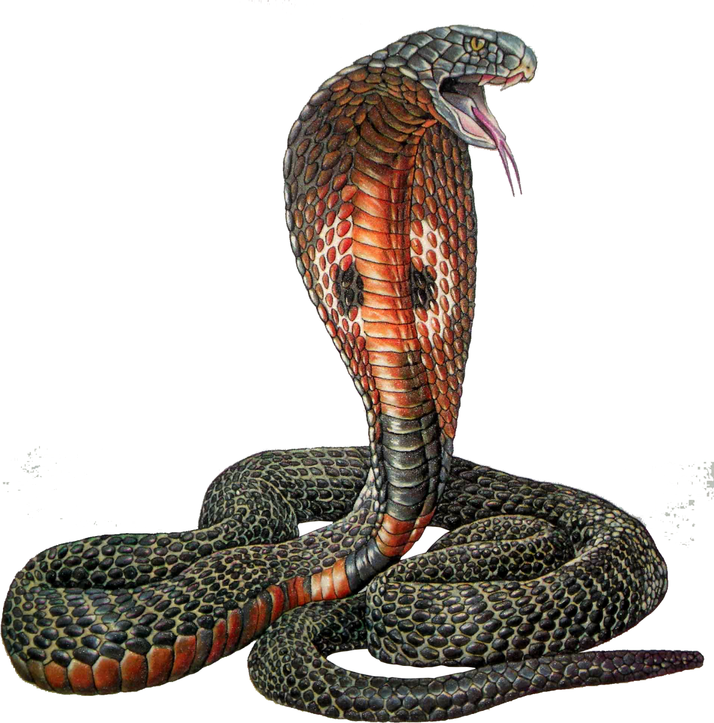 an illustration of a snake with its mouth open