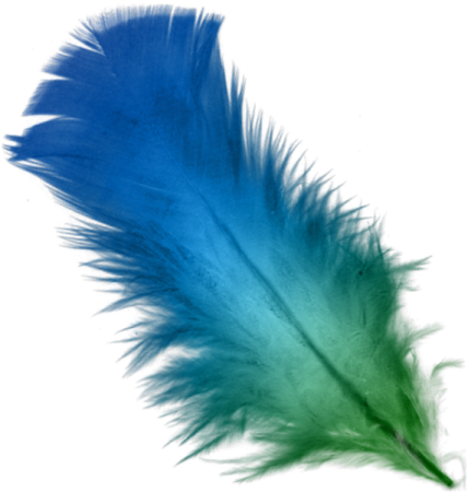 an image of a blue and green feather