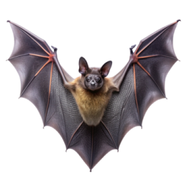 a bat on a white background