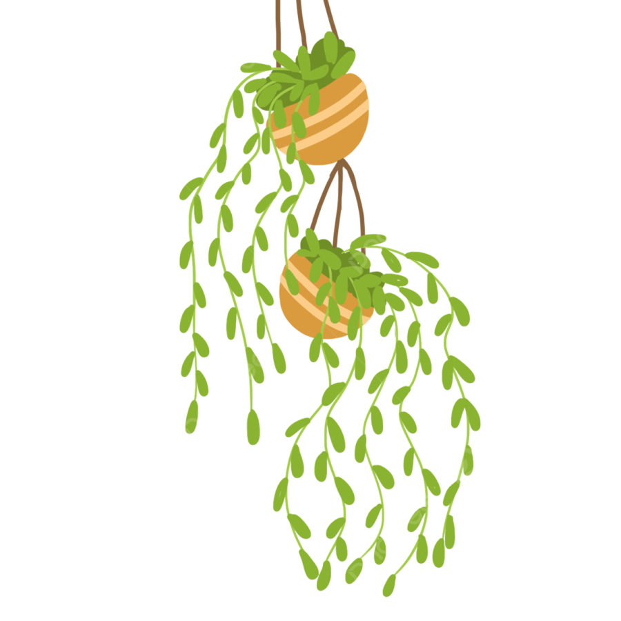 a hanging plant with green leaves on it