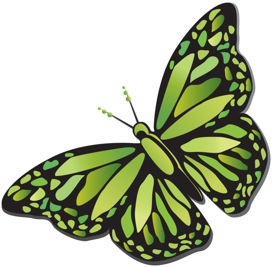 a green butterfly on a white background