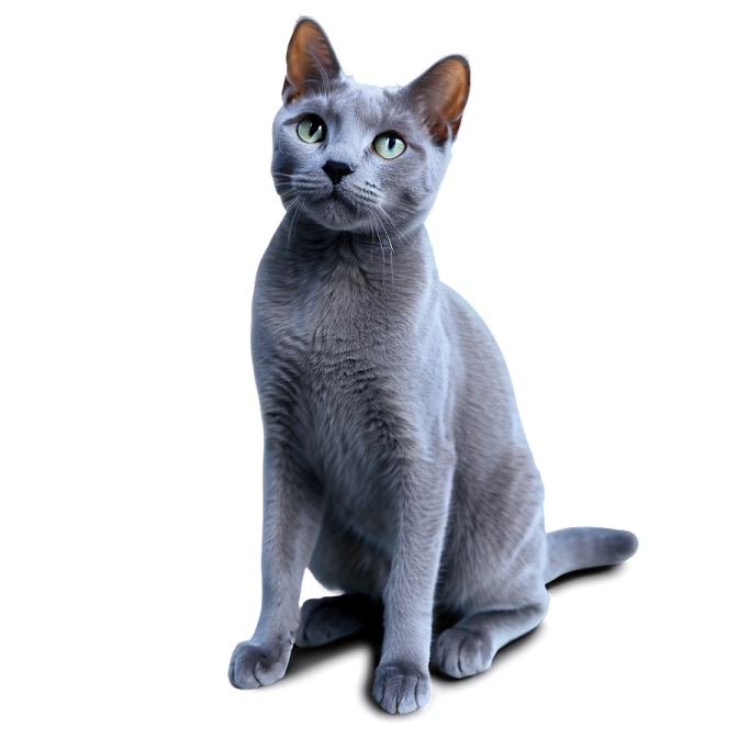 a gray cat sitting on a white surface