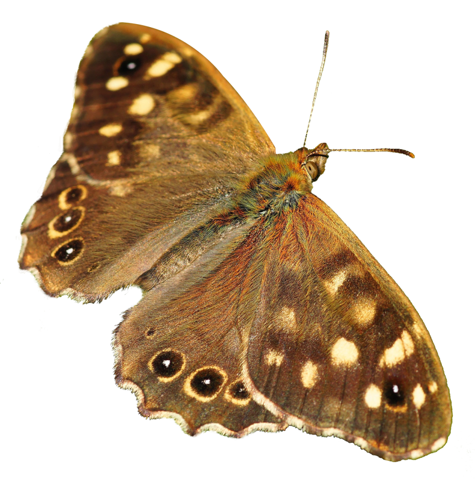 a brown butterfly on a white background