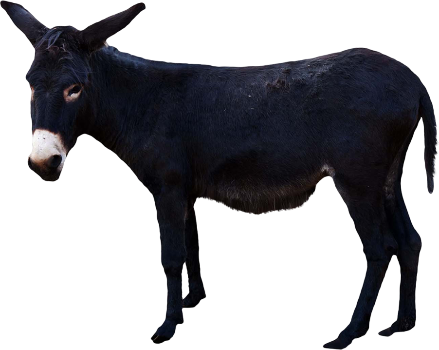 a black donkey standing on a white background