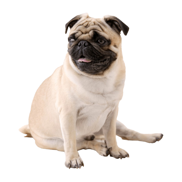 a small pug sitting on the ground