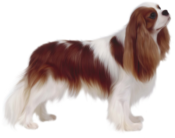 a brown and white dog standing on a white background