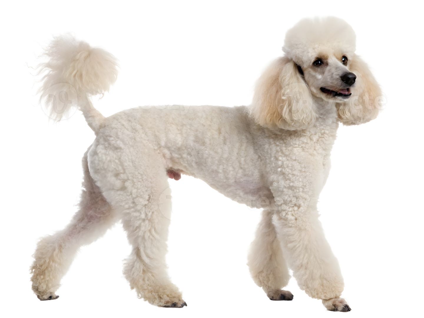 a small white poodle dog standing on a white background