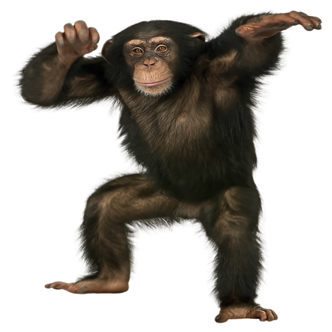 3d digital render of a cute chimpan monkey isolated on a white background