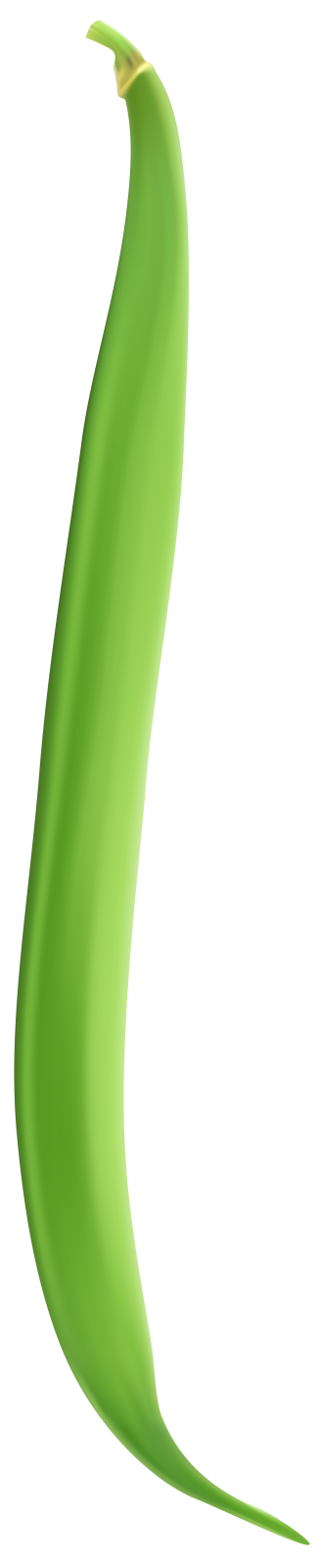 a green leaf on a white background