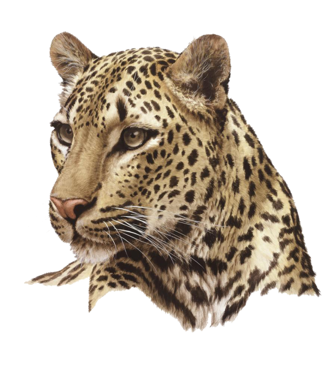 a drawing of a leopard's head